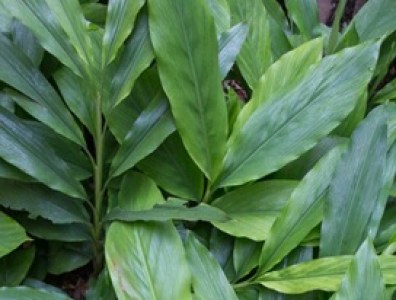 Elettaria cardamomum 